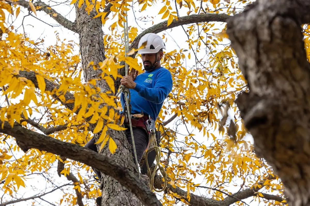 Skilled Tree Pruning crew working in Piercefield
